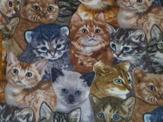 a bunch of cats that are all together on a blanket or table cloth with blue eyes