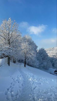 snow covered trees on the side of a road