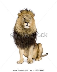 a lion sitting on the ground in front of a white background, looking at the camera