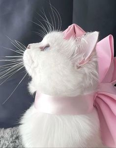 a white cat with a pink bow on it's head looking up at the sky