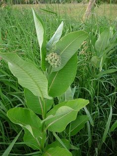 a green plant in the middle of some tall grass