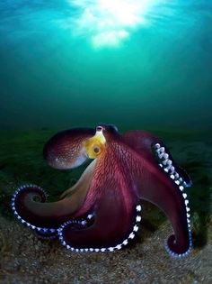 an octopus is sitting on the ground under water