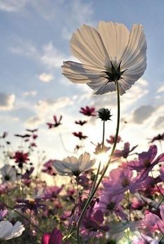 a field full of flowers with the words hello june written in pink and white letters