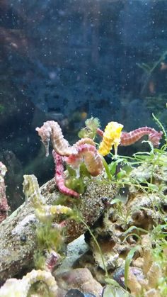 seahorses and other marine life in an aquarium