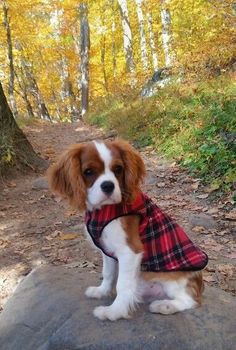 a brown and white dog sitting on top of a rock