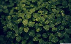 green leaves with drops of water on them