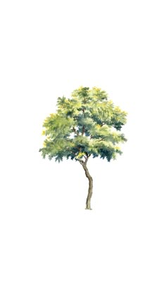 a watercolor painting of a tree with green leaves