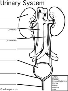 diagram of the urinary system