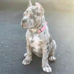 a gray and white dog sitting on the ground