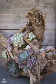 an arrangement of succulents and other plants in a driftwood piece