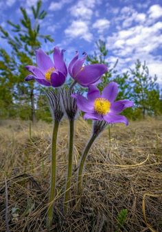 three purple flowers in the middle of a field