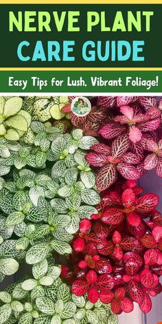 "Nerve Plant Care, Indoor Plant Care, Houseplant Tips, Plant Care Guide, 
Indoor Gardening, Plant Care Hacks, Nerve Plant Care Tips, Plant Care 
Techniques, Plant Care Advice, Nerve Plant Watering, Plant Care Essentials, 
Nerve Plant Maintenance, Indoor Plant Care Tips" Pink Nerve Plant Care, Nerve Plant Care, Nerve Plant, Balcony Gardening, Indoor Gardening, Little Garden