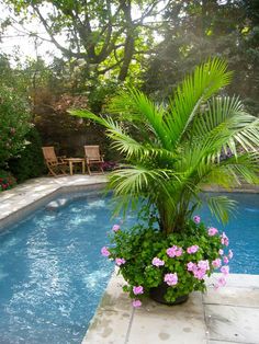 a palm tree in a pot next to a swimming pool with flowers on the side