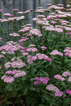 some pink flowers near a wooden fence