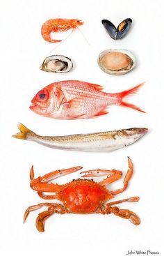 various types of seafood are displayed on a white background