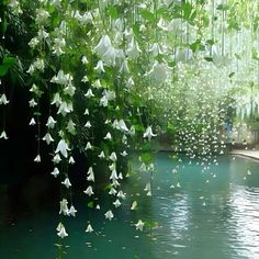 some white flowers hanging over a body of water