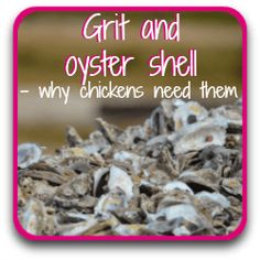 a pile of oyster shells with the words grit and oyster shell why chickens need them