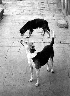 two dogs standing next to each other on a sidewalk