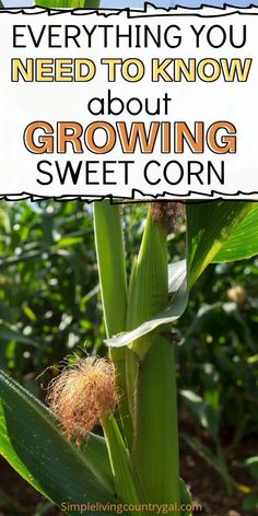 a corn plant with the words everything you need to know about growing sweetcorn