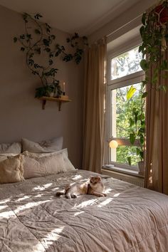 a dog laying on top of a bed in a bedroom next to a large window