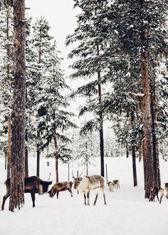 a herd of deer walking across a snow covered forest next to tall pine trees on a snowy day