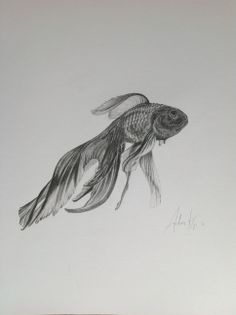 a pencil drawing of a goldfish