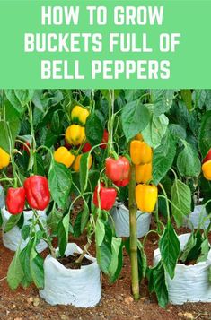 how to grow buckets full of bell peppers in the garden with text overlay that reads, how to grow buckets full of bell peppers