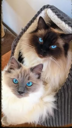 two cats sitting in a cat bed with blue eyes on the top and one is looking at the camera