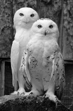 two white owls sitting on top of a stone wall next to each other in black and white