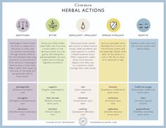 Herbal Preparations, Medicinal Herbs Remedies, Herbal Academy, Herbal Education, Student Dashboard, Magickal Herbs, Medical Herbs, Herbal Teas Recipes, Essential Oils Herbs