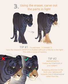 the steps in how to draw a tiger's face and head with different angles