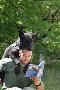 Military Working Dogs, Military Dogs, Shetland Sheepdog, Cane Corso, Working Dogs, German Shepherd Dogs, Australian Shepherd, Pet Grooming, Mans Best Friend