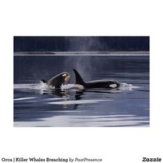 two orca's swimming in the water with mountains in the background