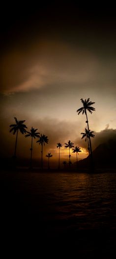 palm trees are silhouetted against an orange and black sky as the sun goes down