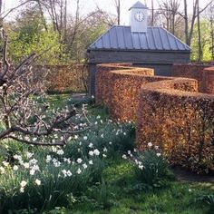 an outdoor garden with hedges and white flowers