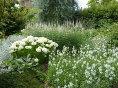 white flowers and green plants in a garden