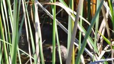 a small bird sitting in the tall grass next to some reeds and water plants