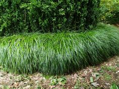 green grass growing in the middle of a field