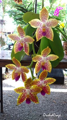 an orchid plant with pink and yellow flowers on it's stems in front of a table