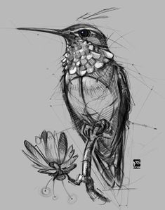 a black and white drawing of a hummingbird sitting on a branch next to a flower