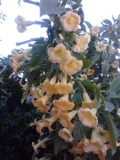 yellow flowers are blooming on the tree