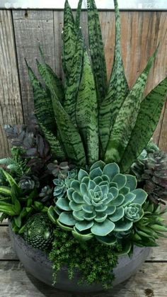 an arrangement of succulents and plants in a pot