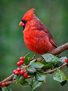 a red bird sitting on top of a tree branch with berries and leaves around it