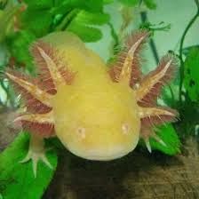 a yellow and red fish sitting on top of a green plant