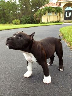 a black and white dog standing on the side of a road next to a house