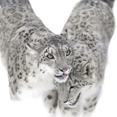 two snow leopards standing next to each other