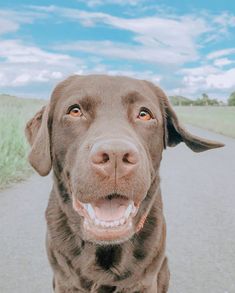 a close up of a dog on a road with grass and sky in the background