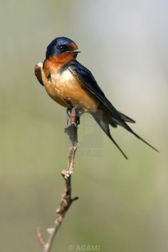 a small bird sitting on top of a twig