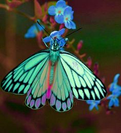 a blue and white butterfly sitting on top of a flower