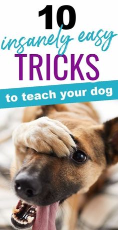 dog tricks training, dog tricks easy, training a labrador, dog parenting, best of dogs, labrador owners, dog lovers, Tricks To Teach Your Dog, Dog Tricks Easy, Dog Lover Quotes, Dog Clothes Diy, Cute Dog Clothes, Easy Tricks